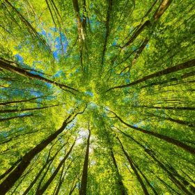 Upward view of tall green trees forming a canopy against a bright blue sky in a forest.