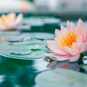 Pink water lily blooming on a calm pond with green lily pads and a soft blurred background.